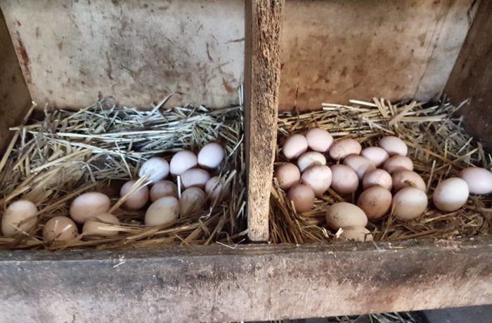 Fresh Eggs from Otford’s Hens