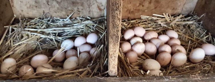 Fresh Eggs from Otford’s Hens